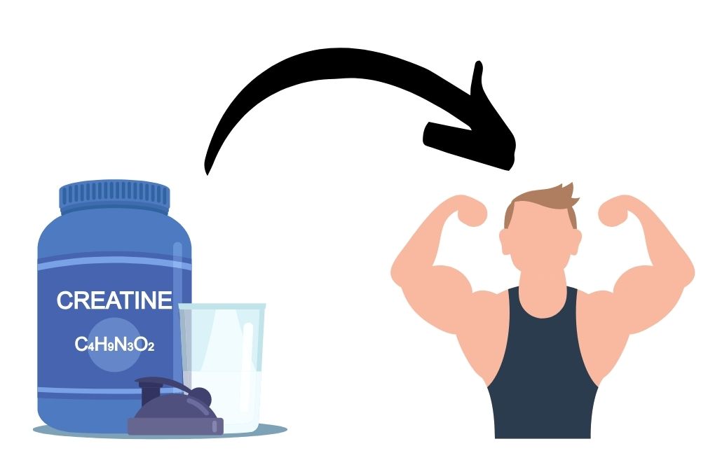 creatine encourages lean muscle growth