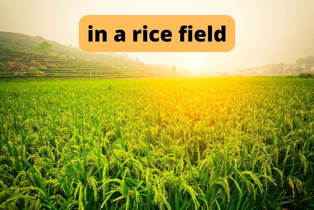in the rice field